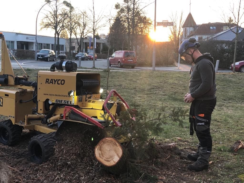 Stubbenfräse bei der Arbeit an einem frisch gefällten Baum